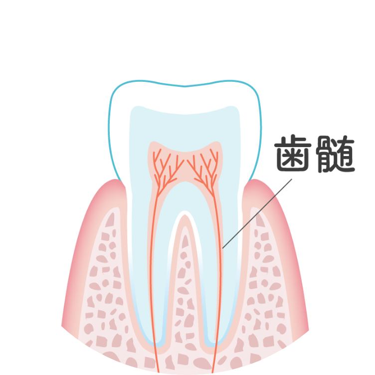 歯髄のイメージイラスト